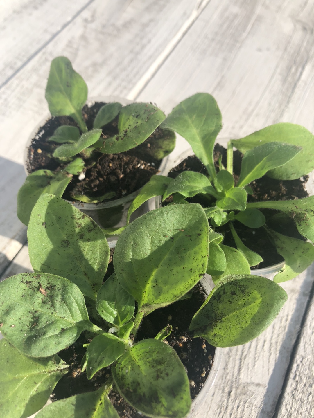 Surfinia Petunia Seedlings - Pink - photo 2