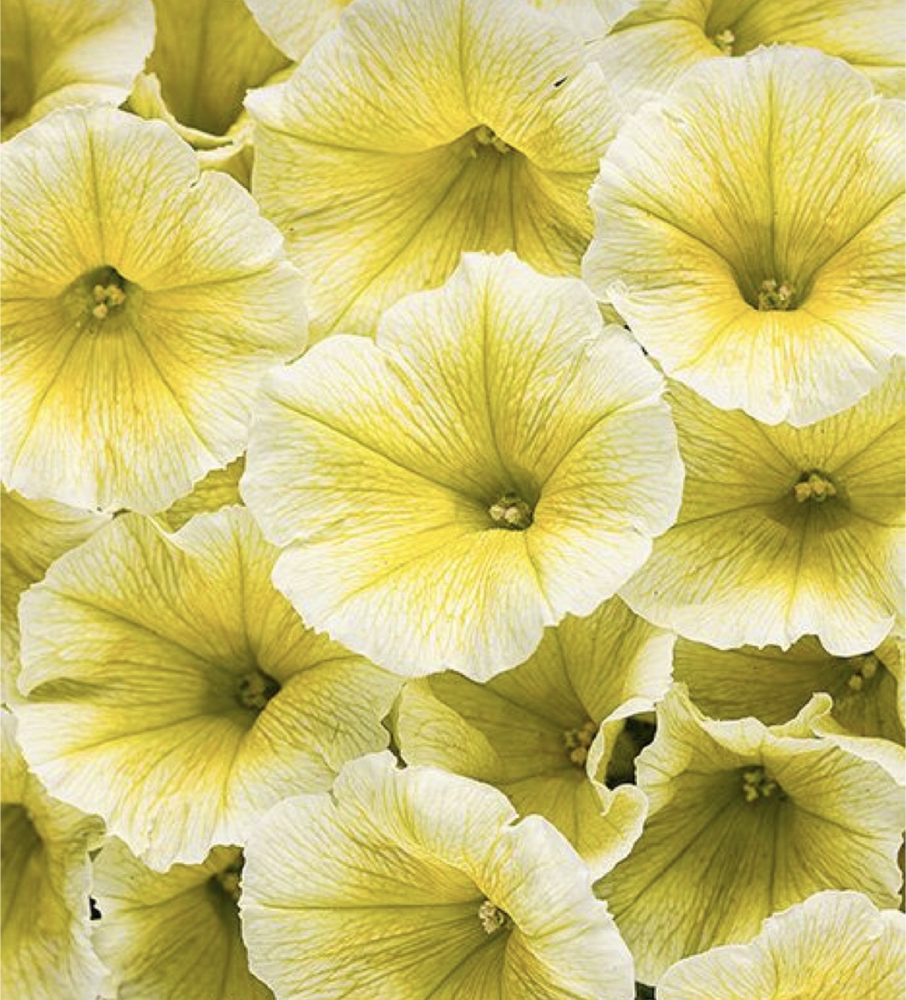 Ready to plant, Yellow Petunia seedlings