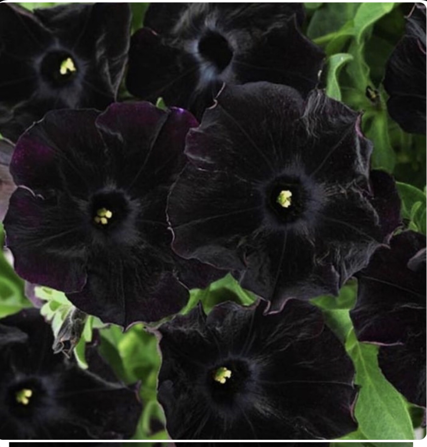 Ready to plant, Blackberry Petunia Seedlings
