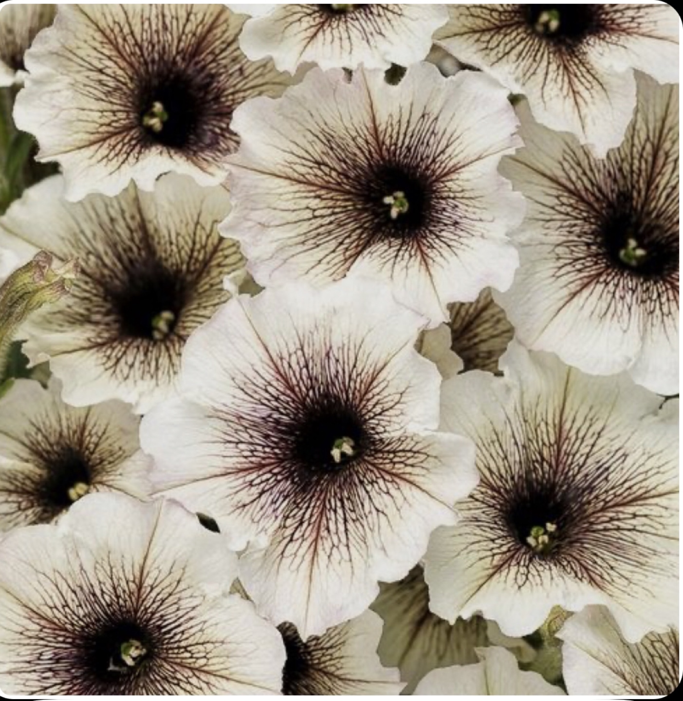 Ready to plant , Petunia seedlings -  Cafe Latte variety
