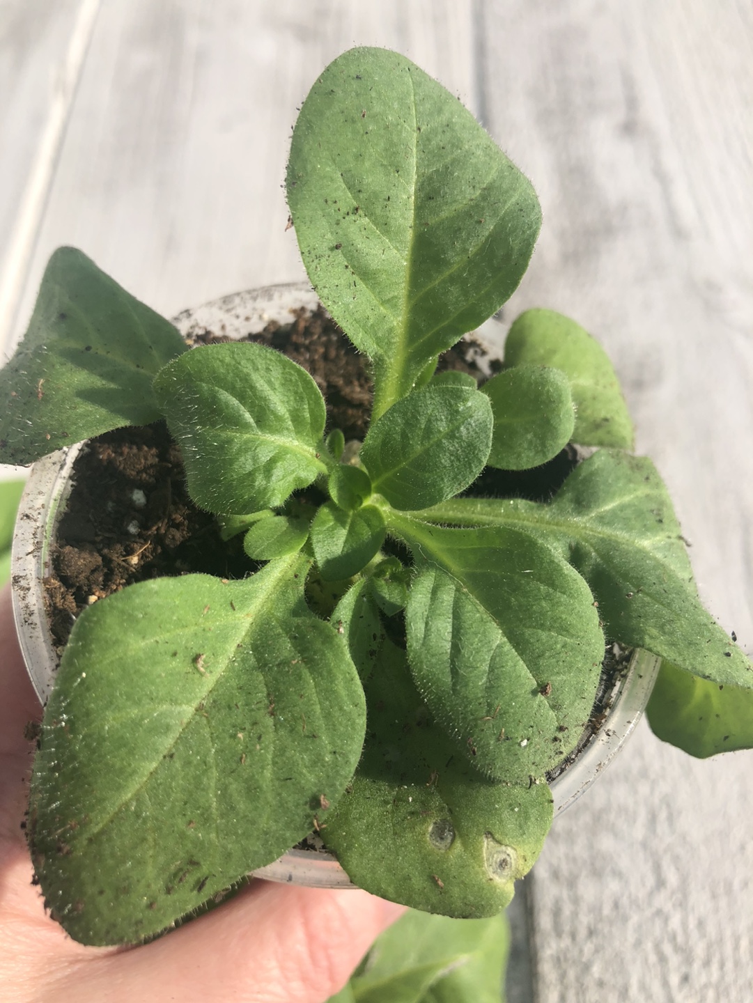 Ready to plant , Petunia seedlings -  Cafe Latte variety - photo 4