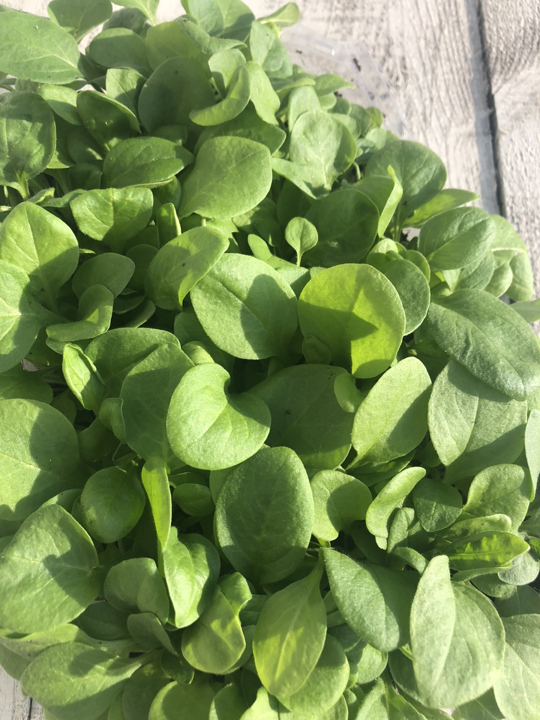 Ready to plant , Petunia seedlings -  Cafe Latte variety - photo 2