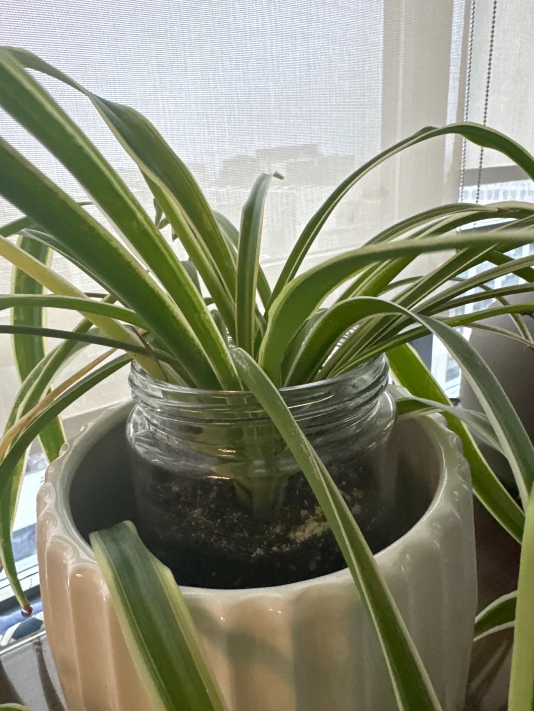Spider Plant babies for FREE image indicator(2)