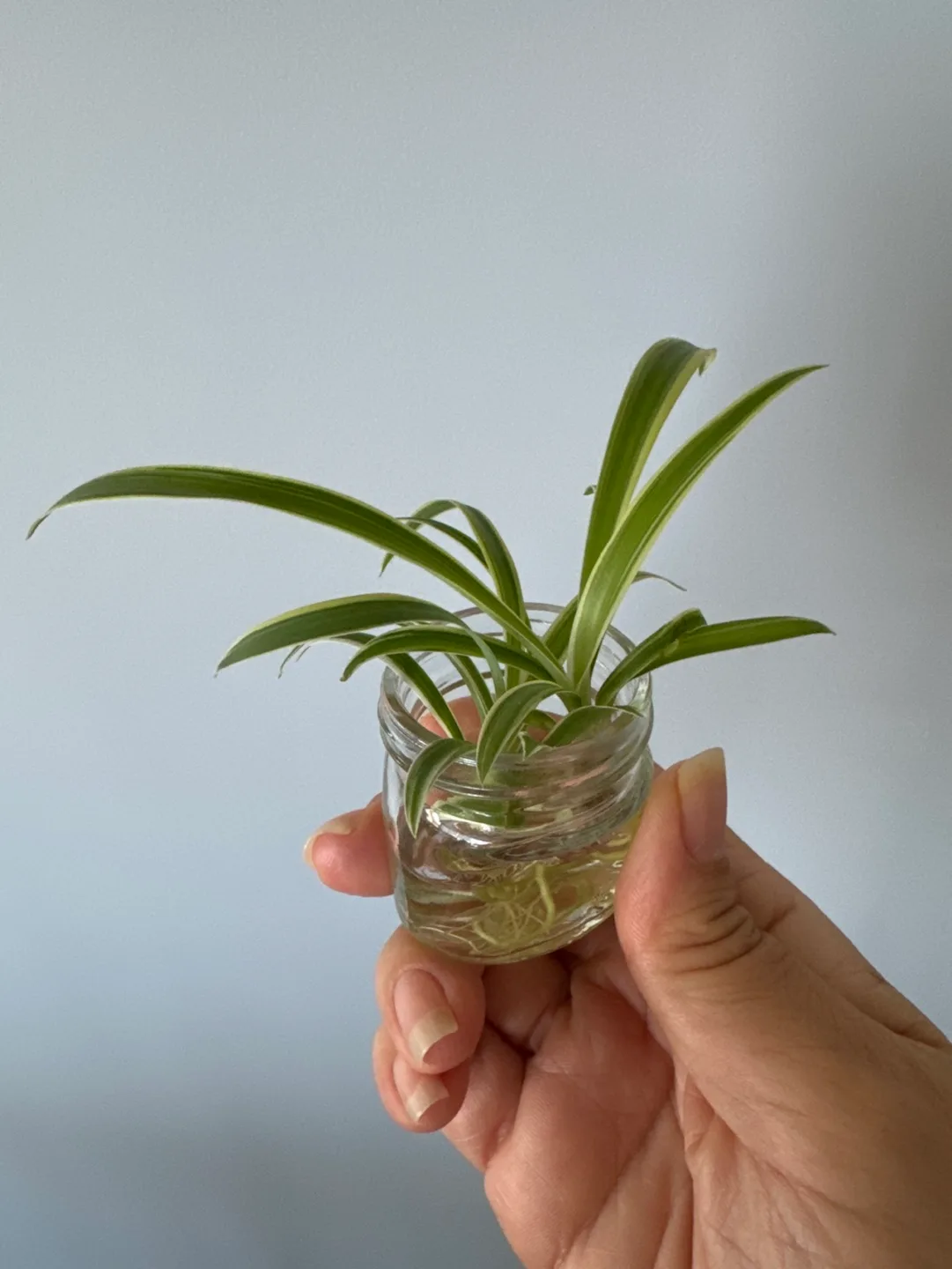 Spider Plant babies for FREE image indicator(3)