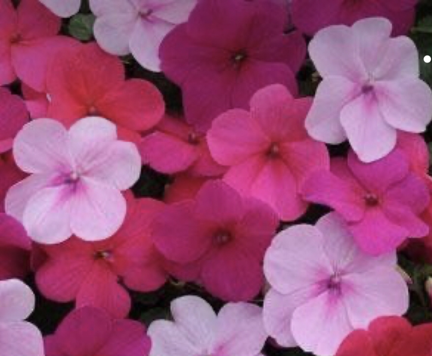 Ready to plant, Impatiens assorted colours seedlings