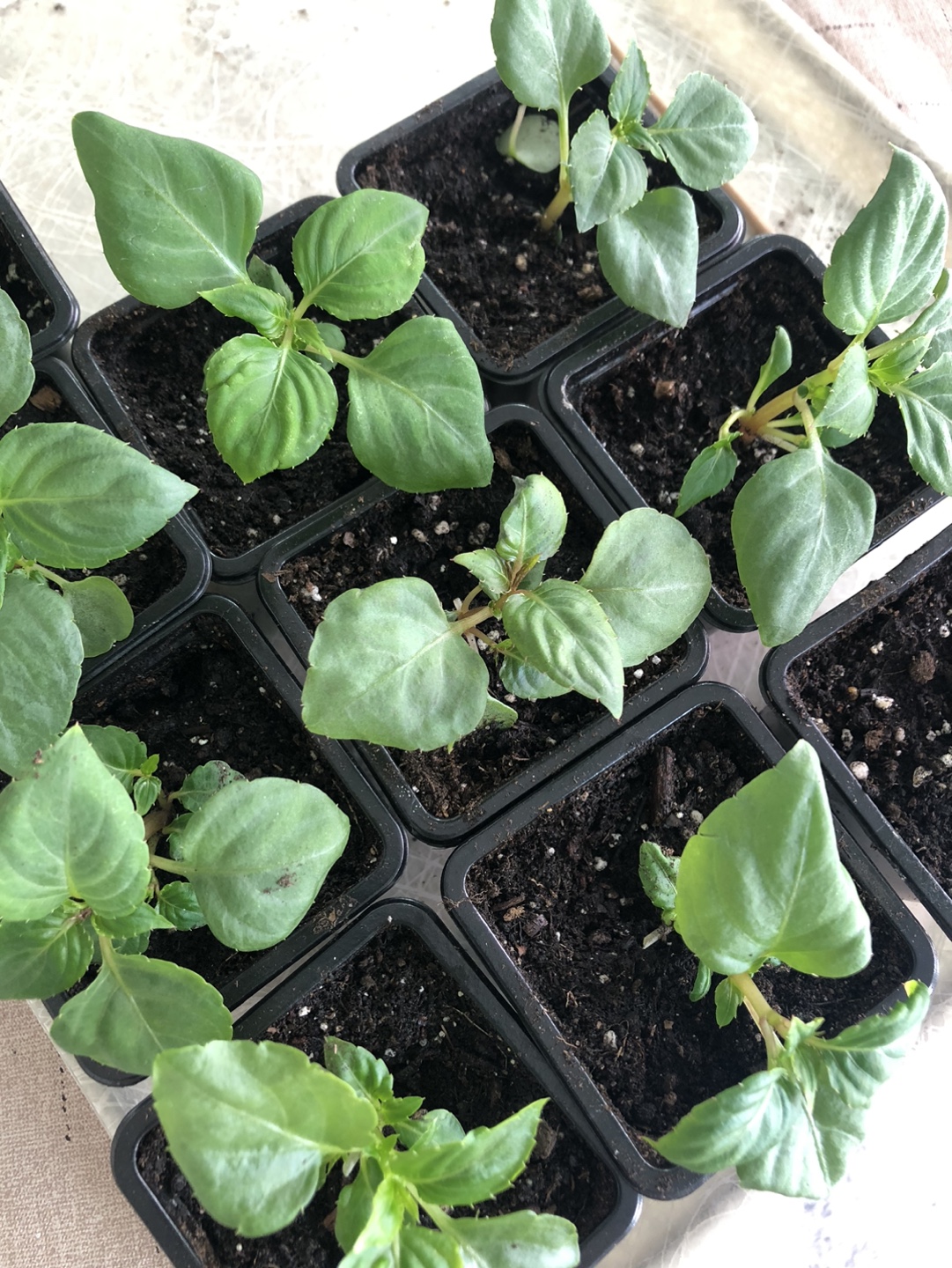 Ready to plant, Impatiens assorted colours seedlings - photo 4