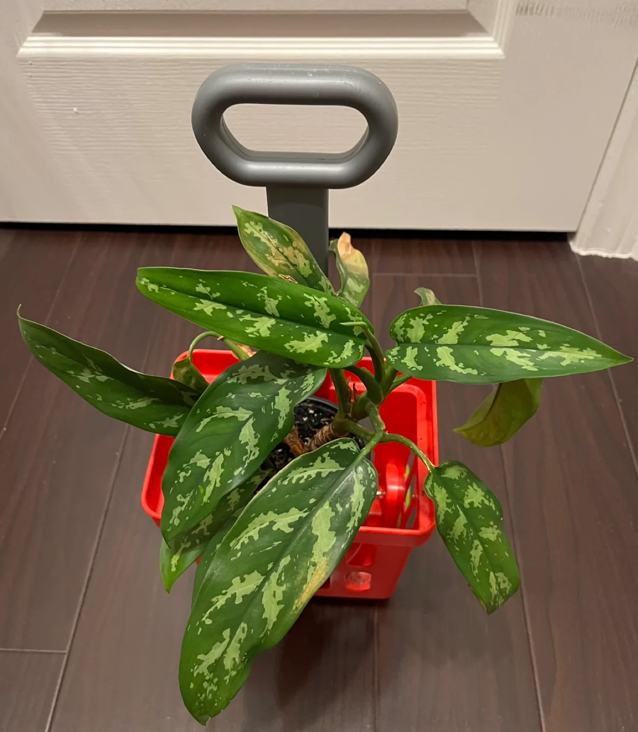 #Freecycle Plant in Red Shopping Cart Planter image indicator(2)