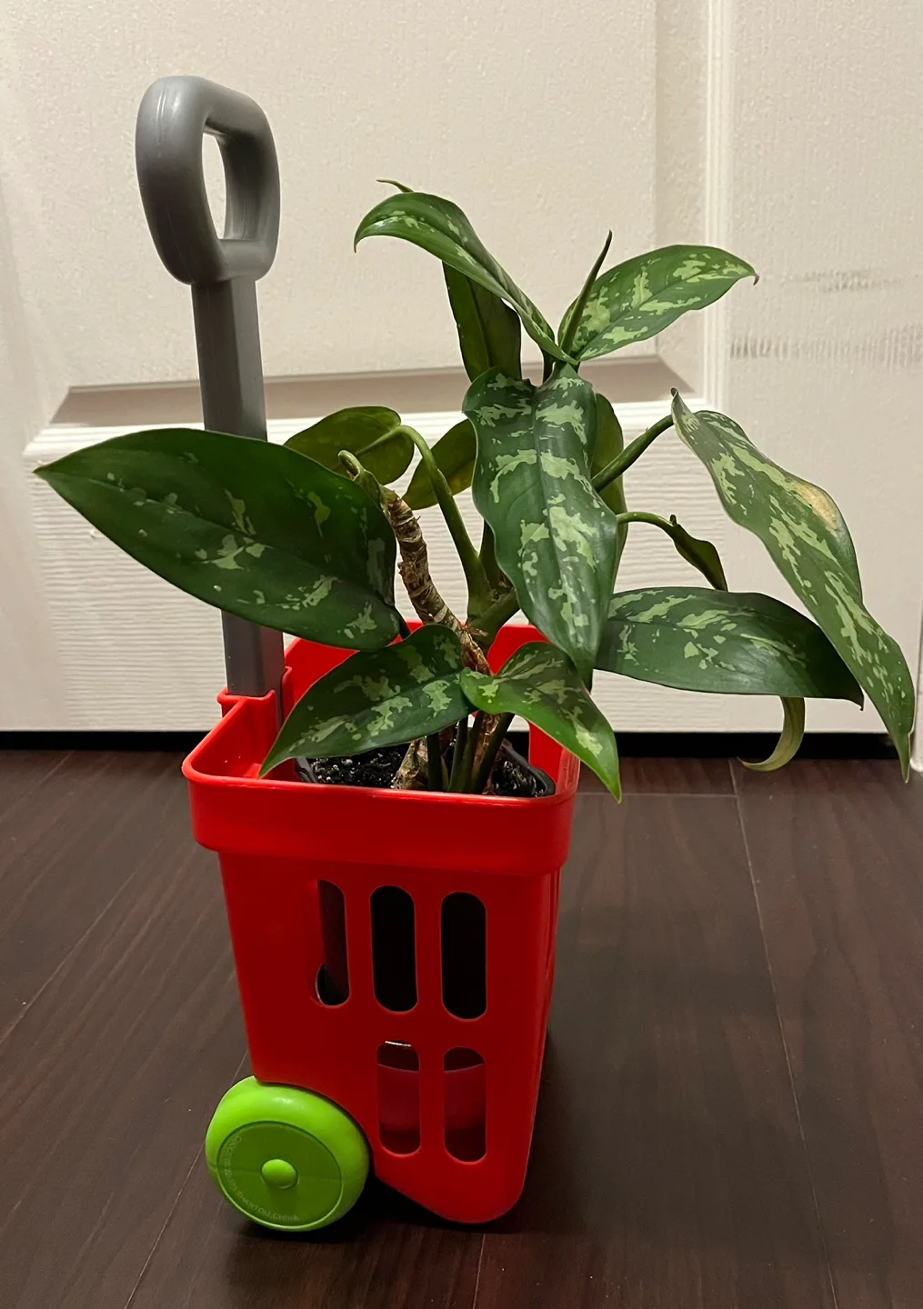 #Freecycle Plant in Red Shopping Cart Planter image indicator(3)