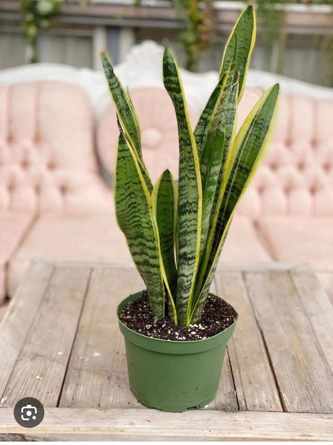 Snake Plant baby (cutting) image indicator(2)