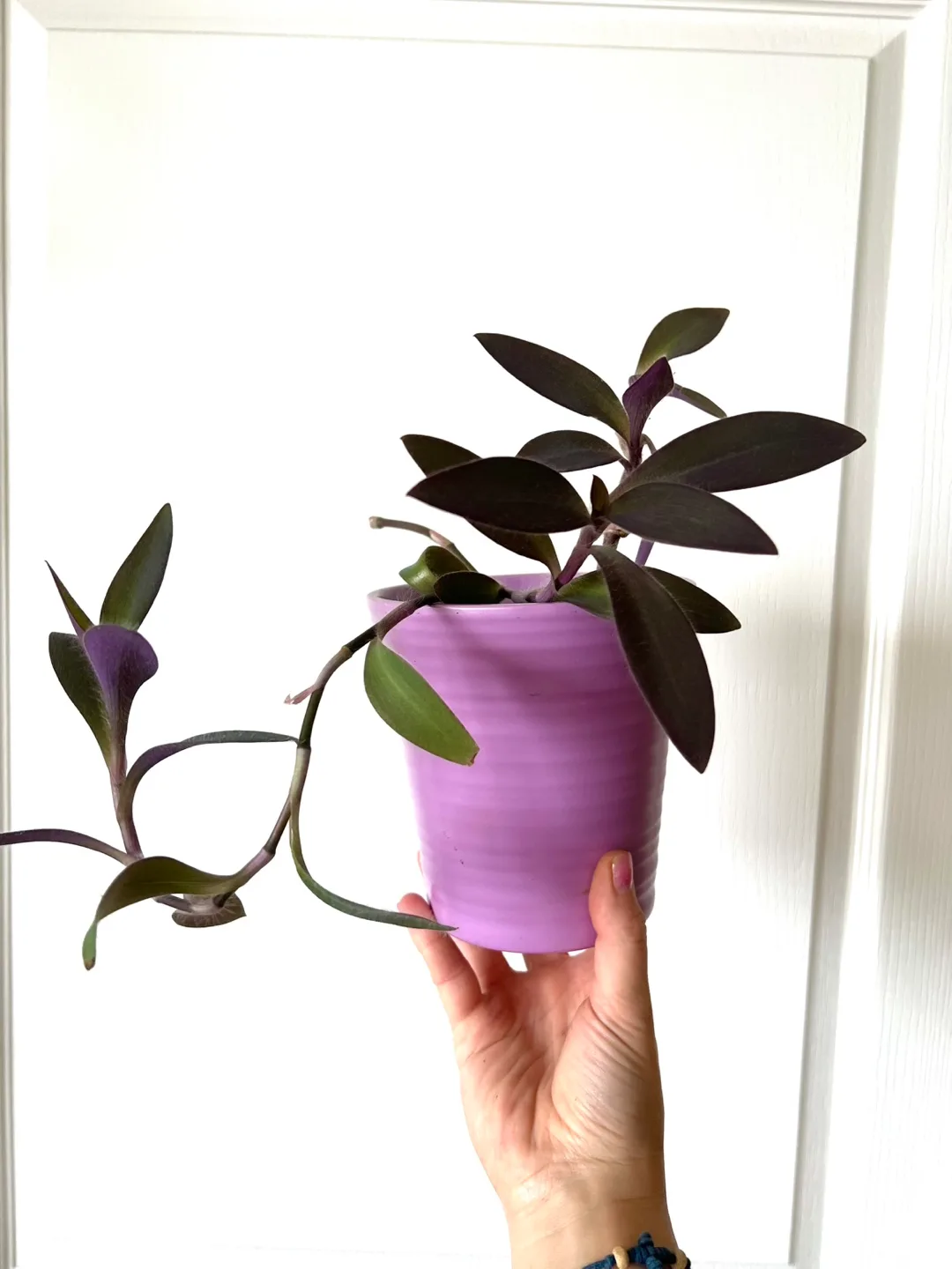 Purple Heart Plant rooted cutting image indicator(2)