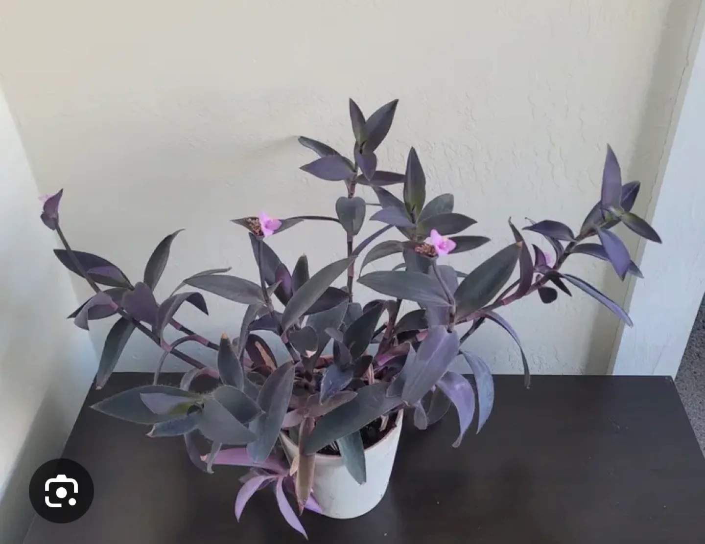 Purple Heart Plant rooted cutting image indicator(3)