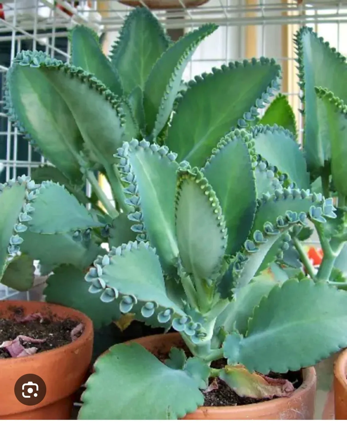 Mother of Thousands Plant baby image indicator(3)