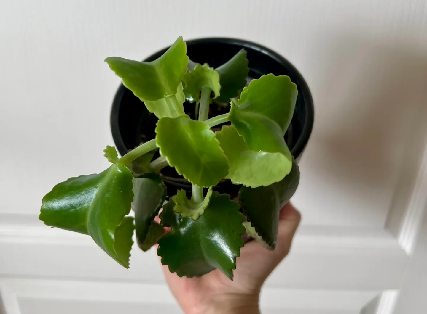 Mother of Thousands Plant baby image indicator(2)