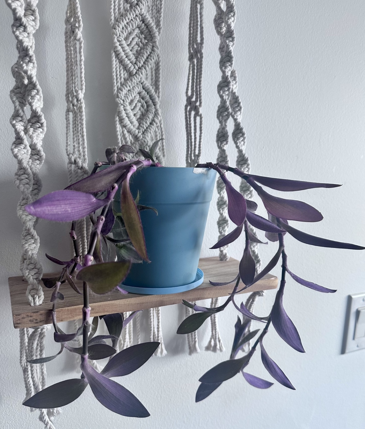 Purple Heart Plant in Hanging Planter - photo 4