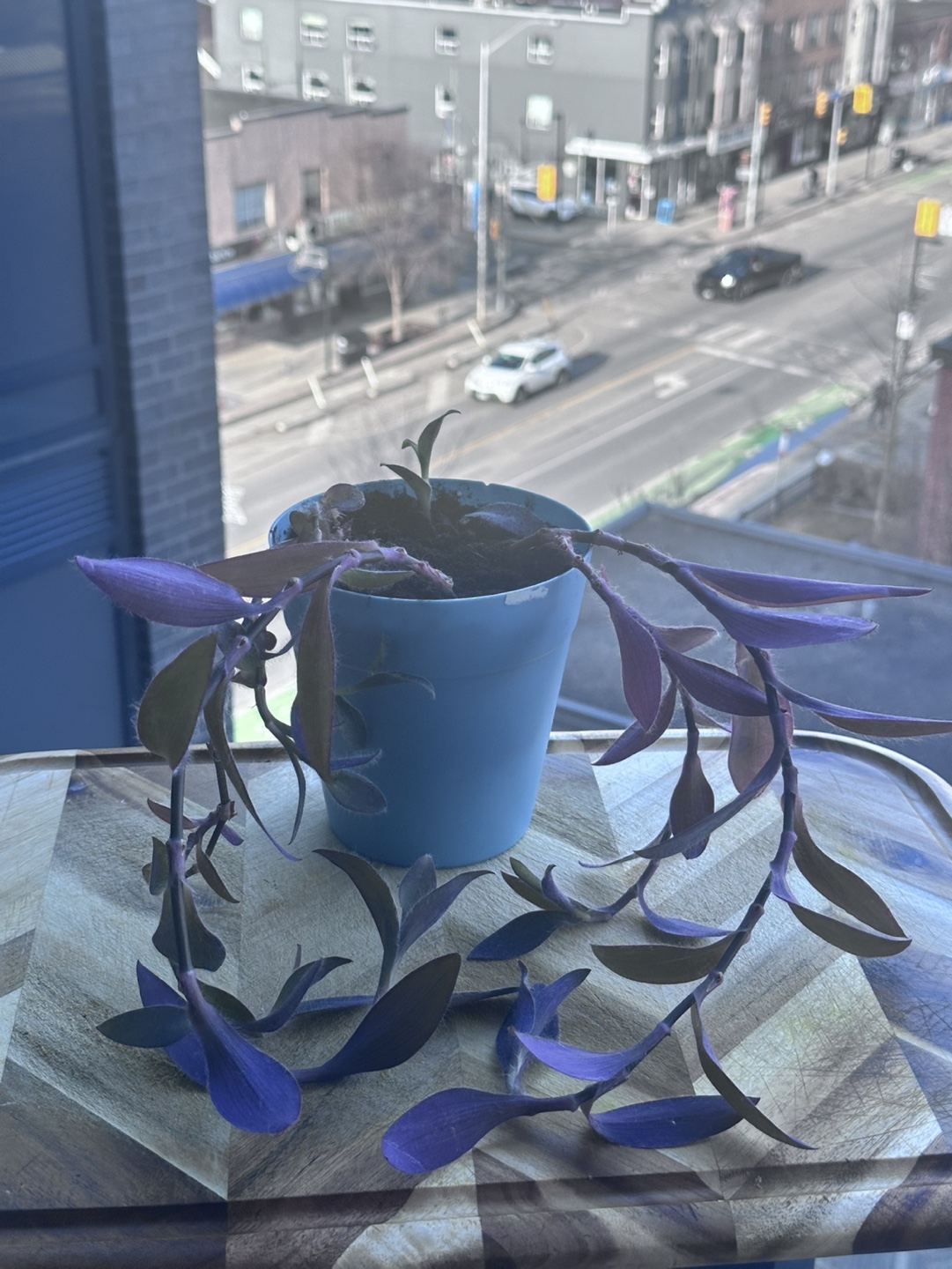 Purple Heart Plant in Hanging Planter - photo 3
