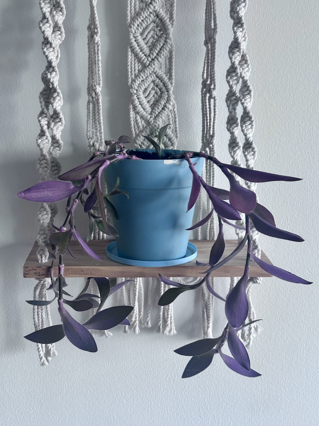Purple Heart Plant in Hanging Planter