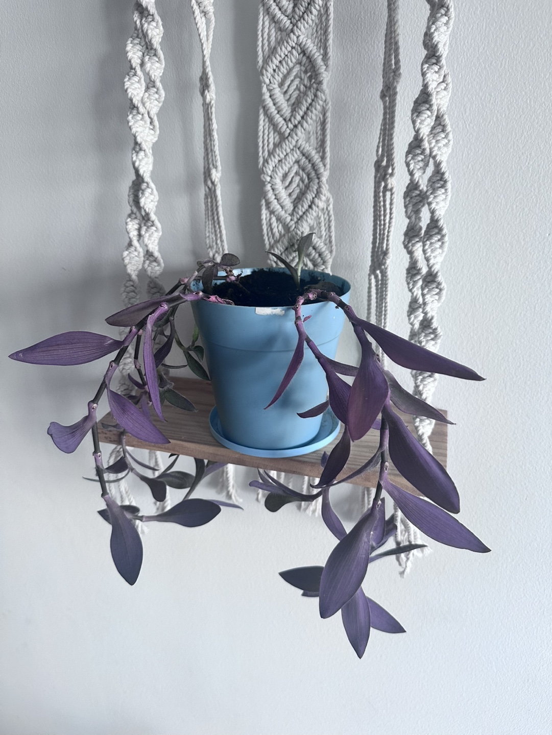 Purple Heart Plant in Hanging Planter - photo 2