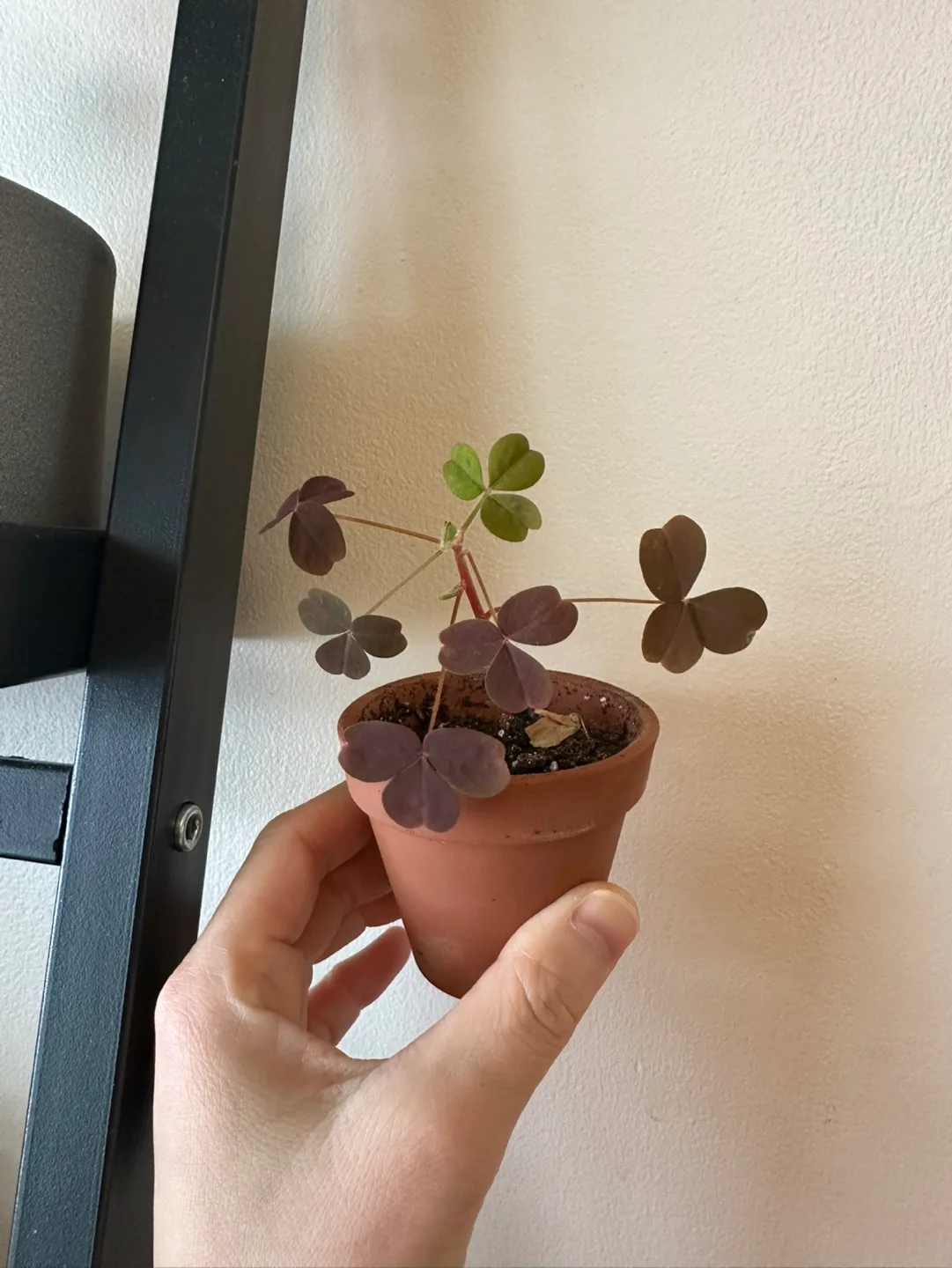 Baby oxalis vulcanicola plant image indicator(2)