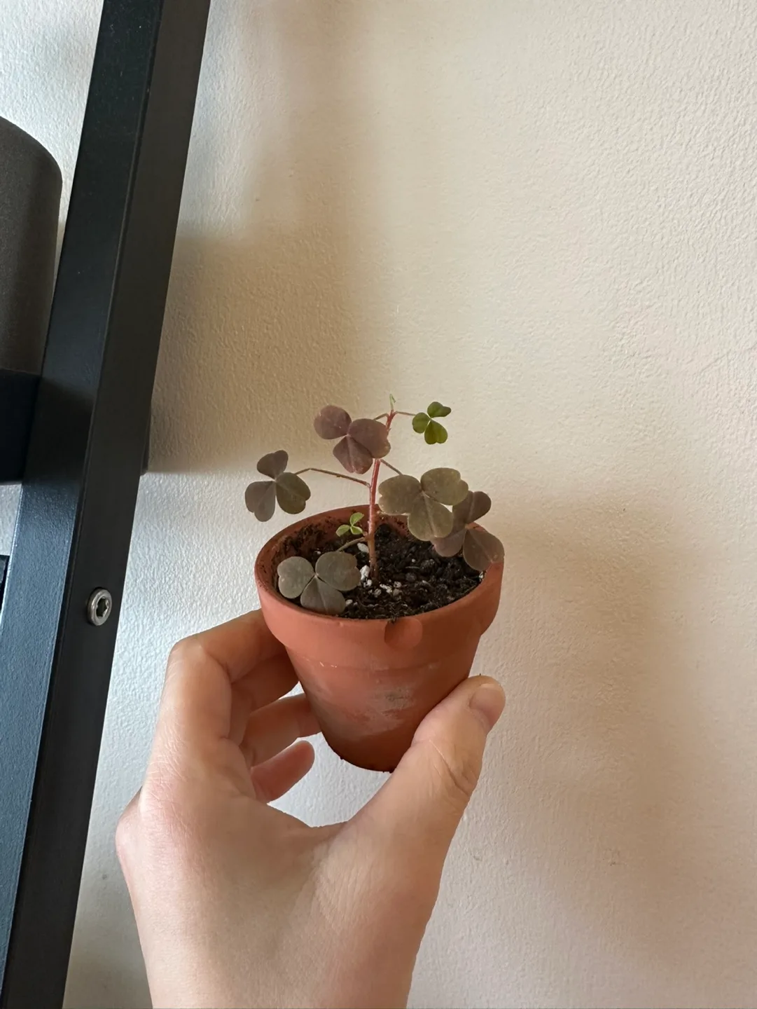 Baby oxalis vulcanicola plant image indicator(4)