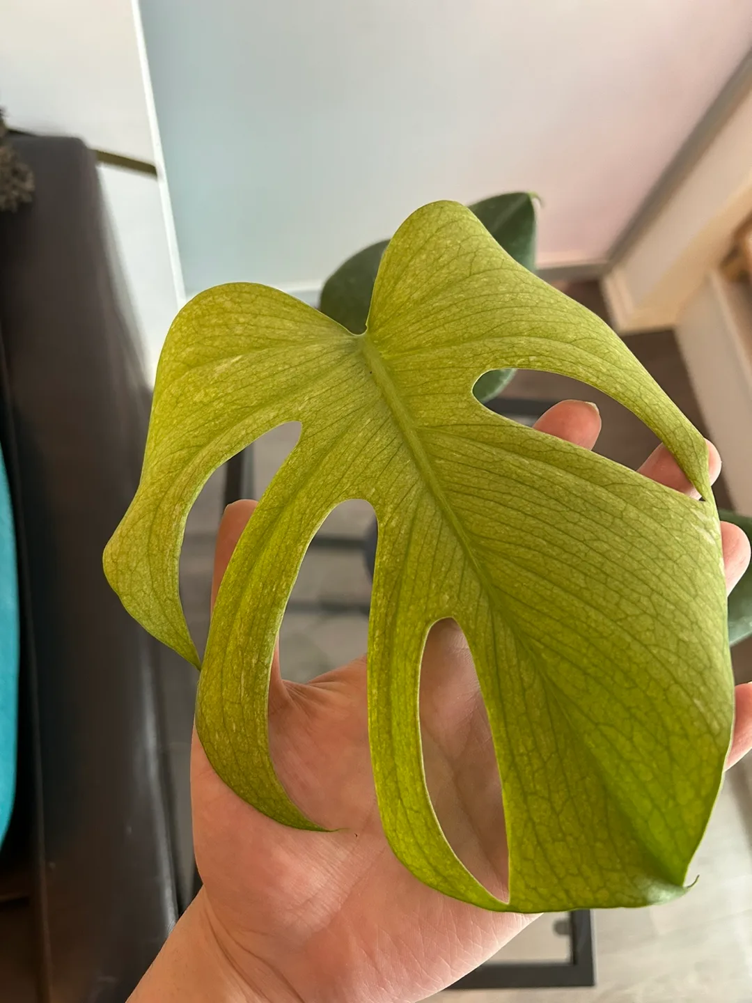 Monstera mint image indicator(2)
