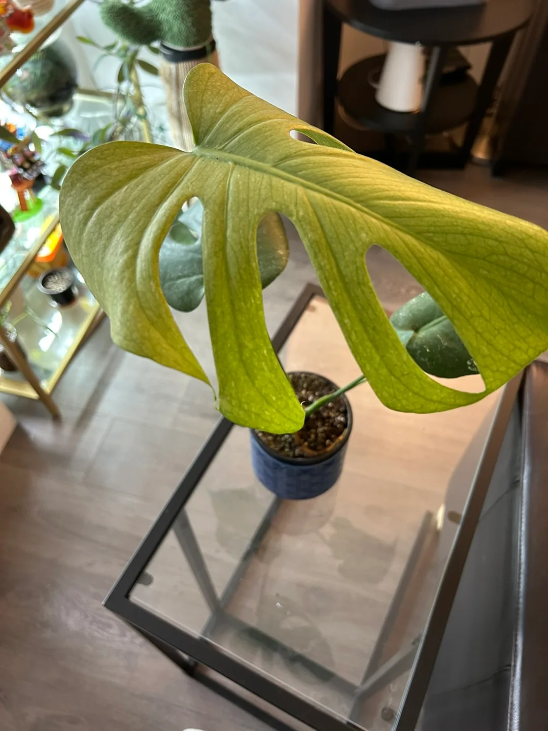 Monstera mint image indicator(3)
