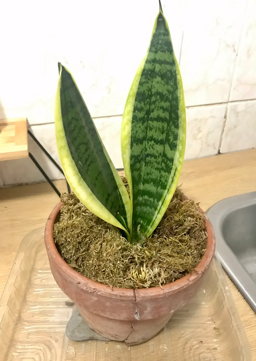 Snake Plant in Terracotta Pot image indicator(2)