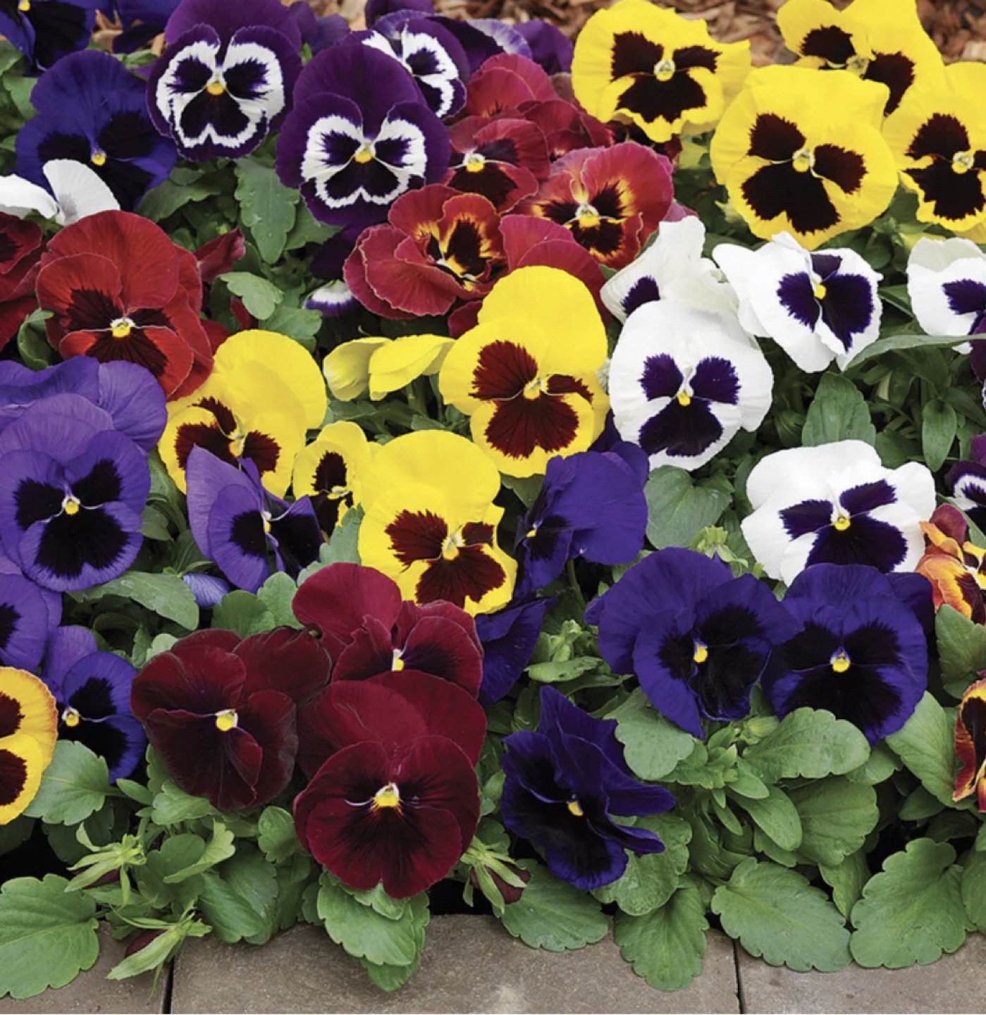 Ready to plant. Assorted Pansy Flowers