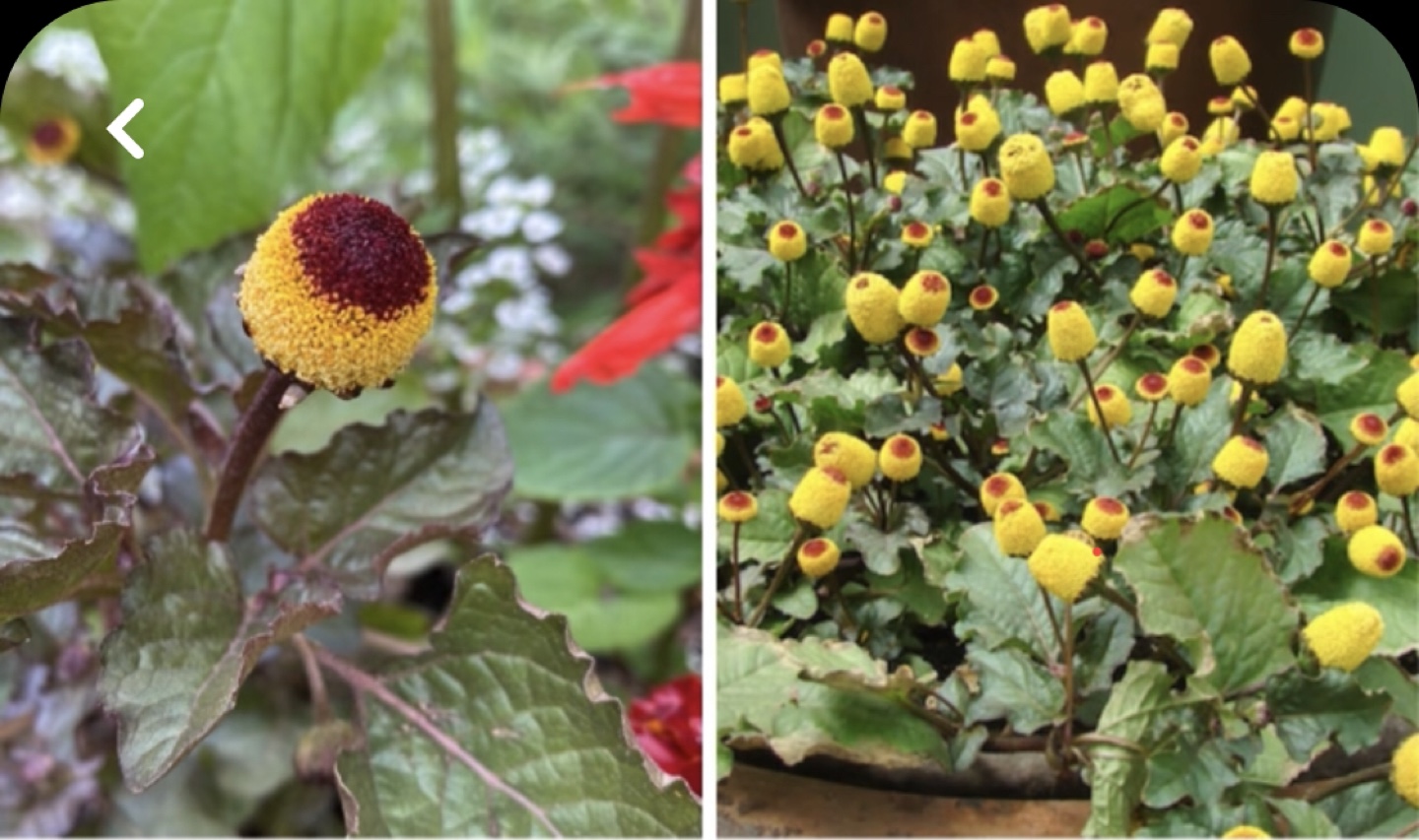 Unique Toothache plant-Electric Daisy' -  Live Plant - photo 4