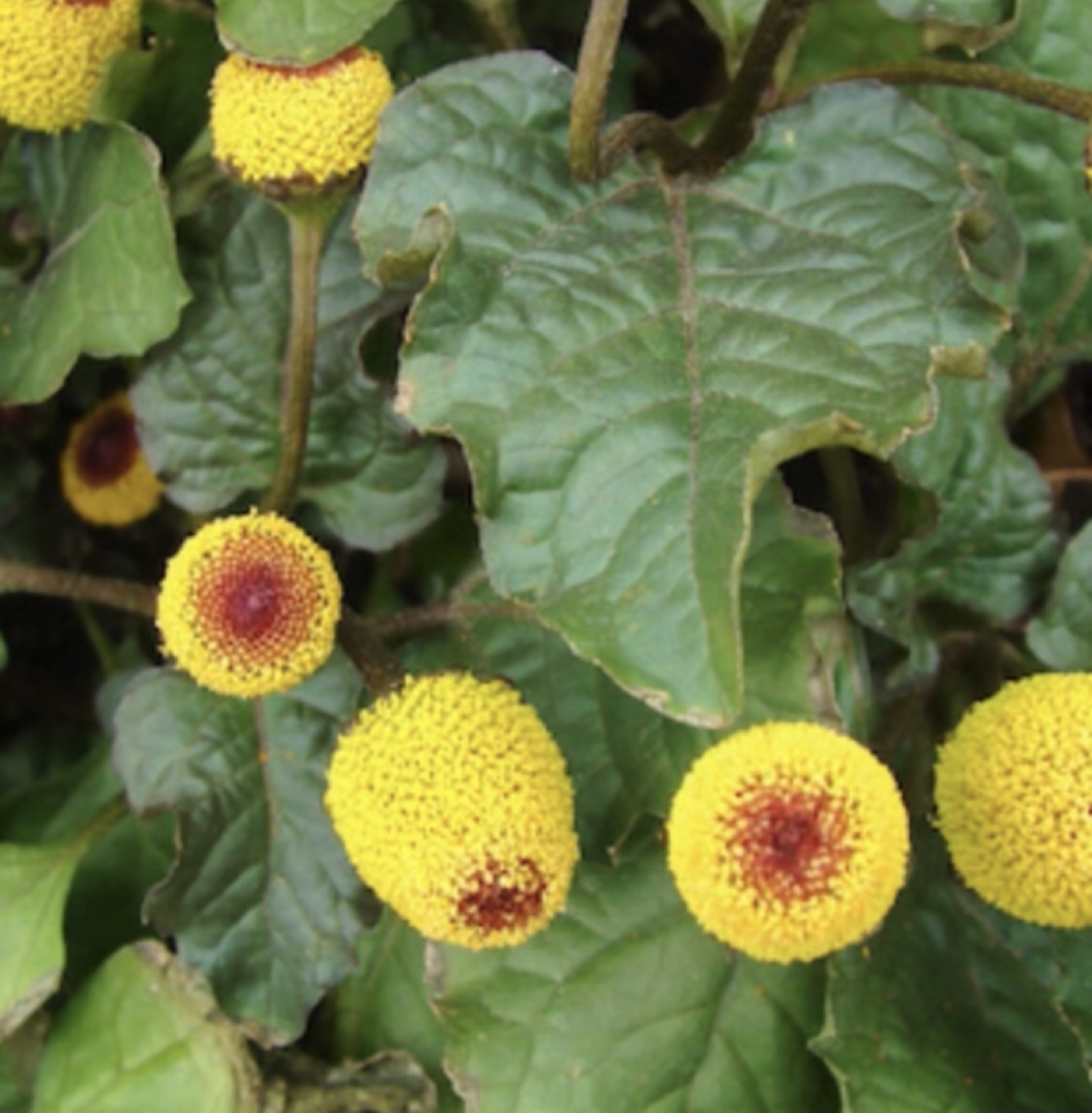 Unique Toothache plant-Electric Daisy' -  Live Plant - photo 2