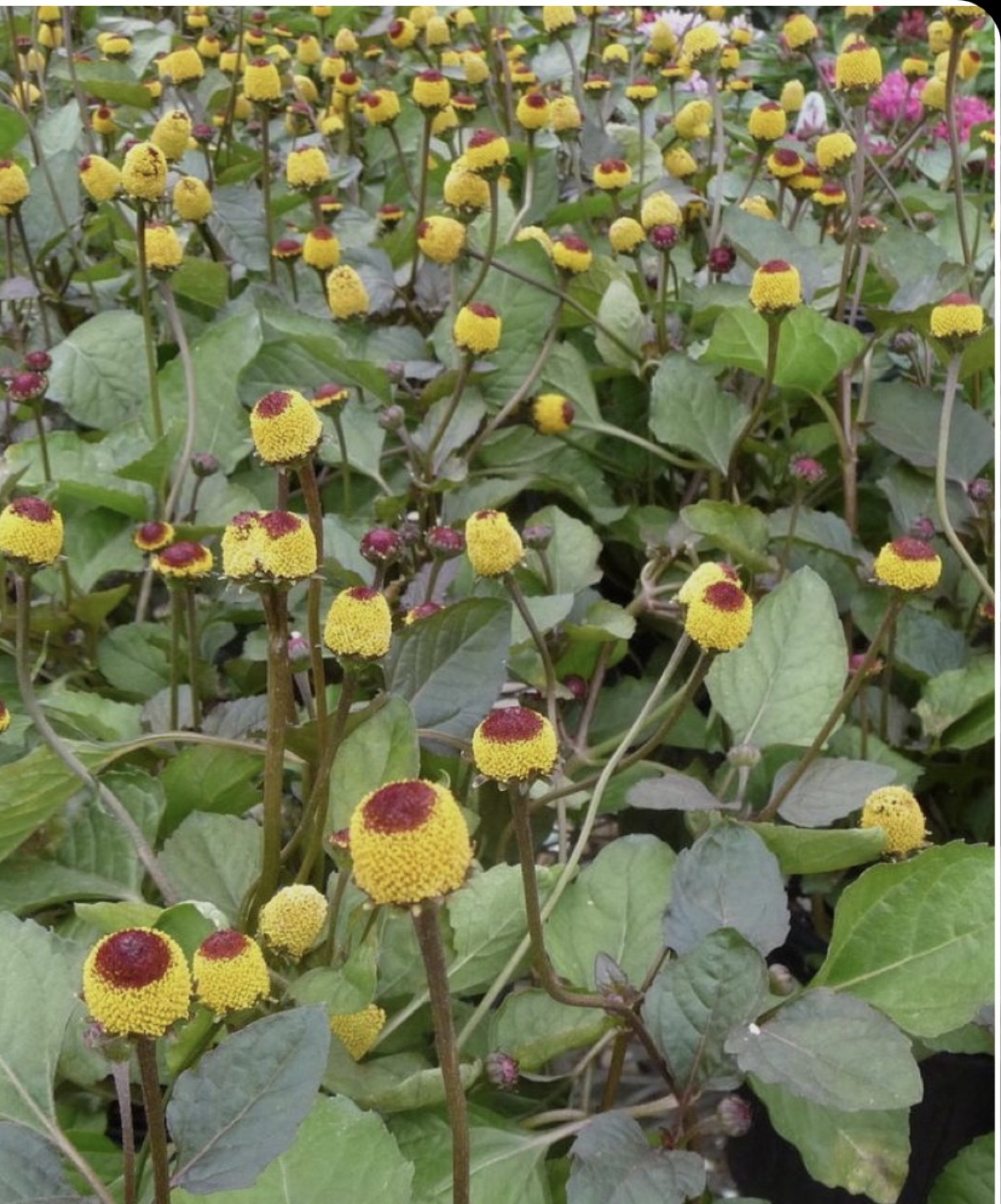 Unique Toothache plant-Electric Daisy' -  Live Plant - photo 3