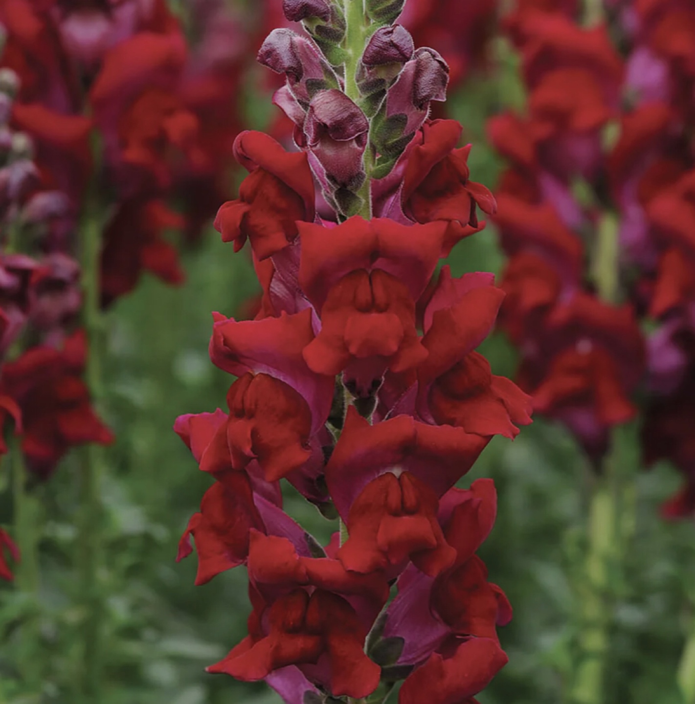 Deep Red Snapdragon Flowers