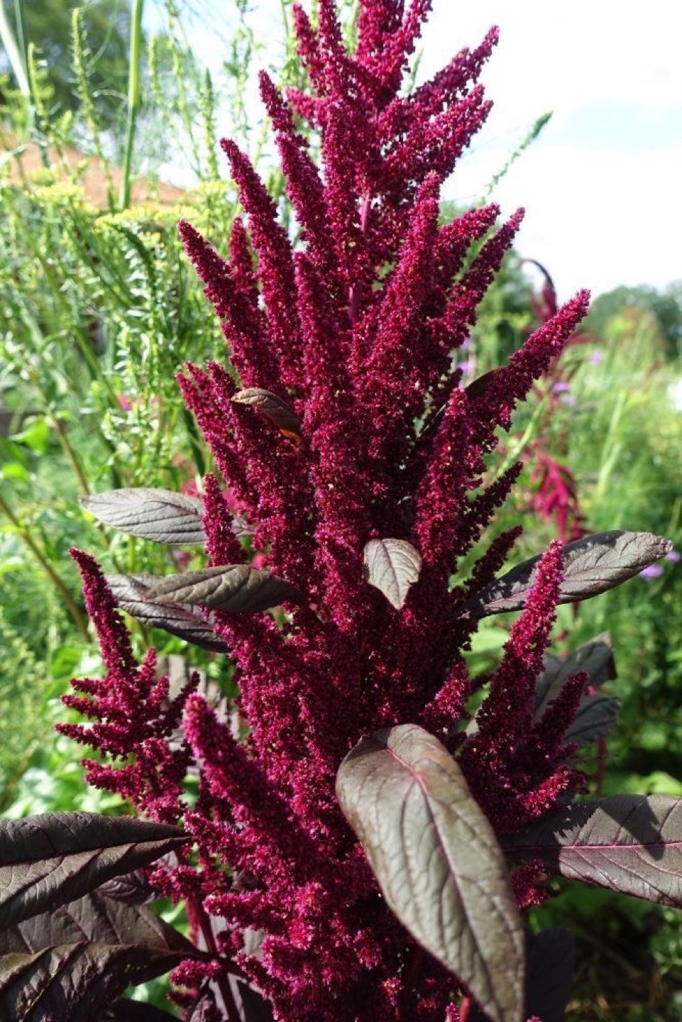 Red garnet Amaranth seedlings ready to plant