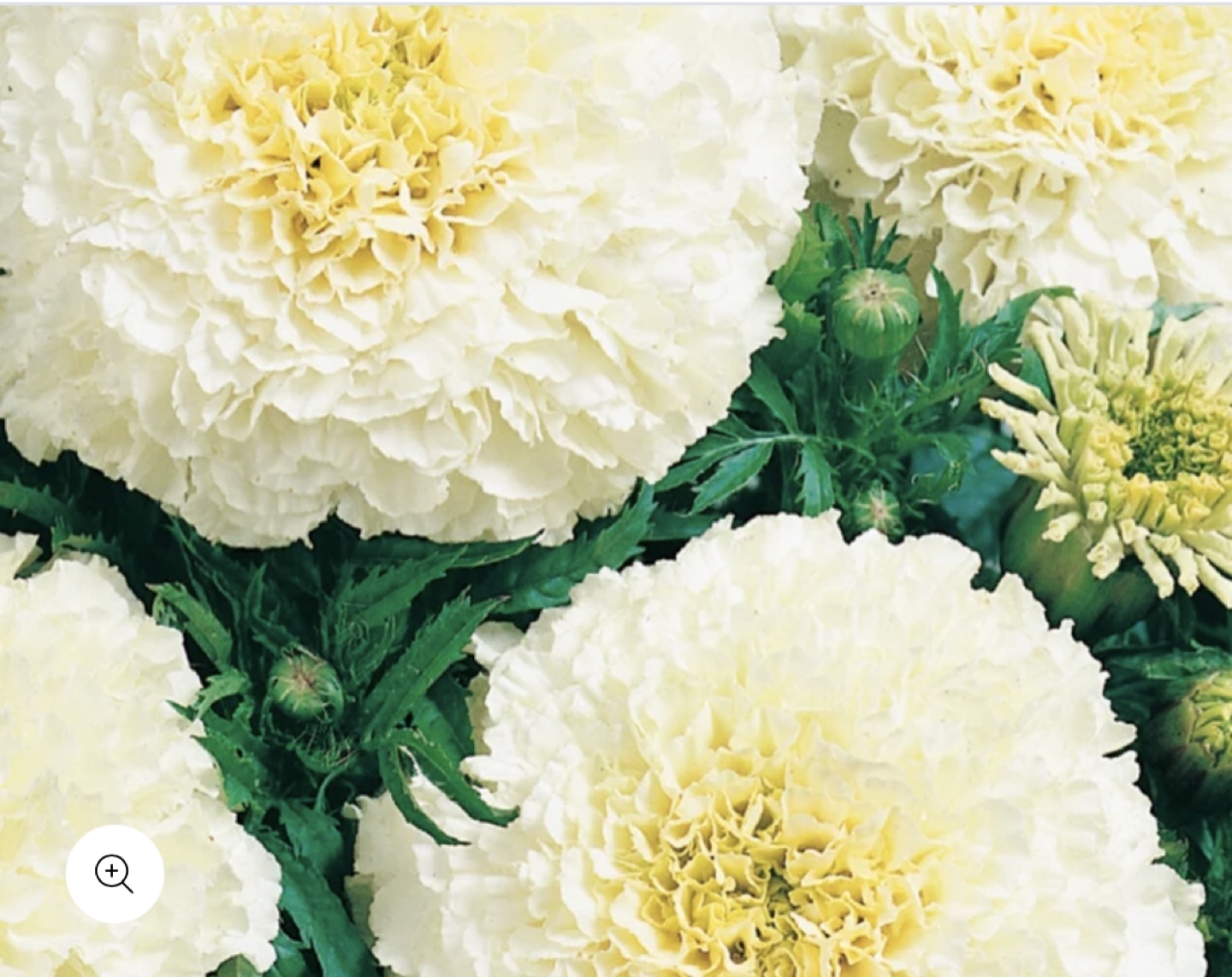 White Eskimo Marigolds Seedlings ready to plant