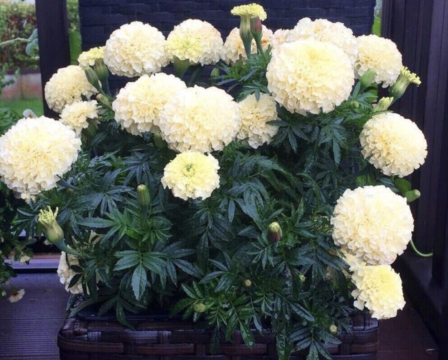 White Eskimo Marigolds Seedlings ready to plant - photo 2