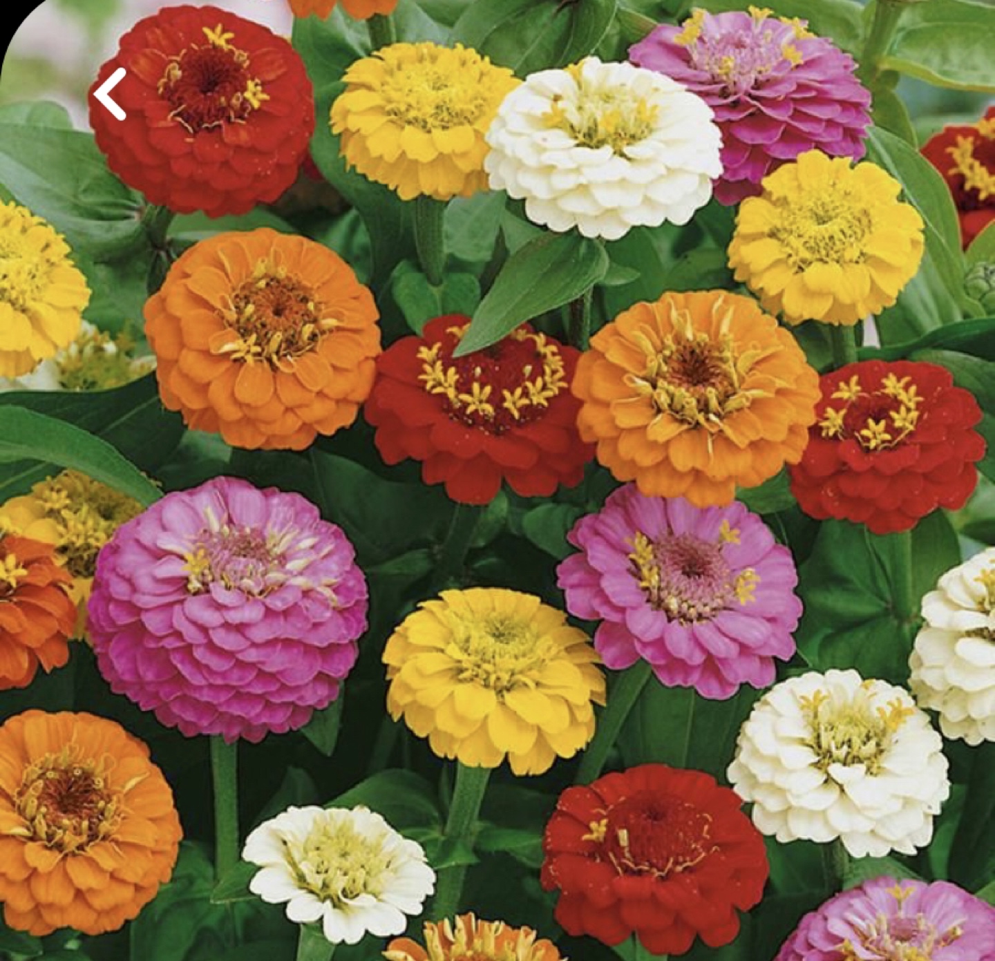Zinnia Mix Seedlings ready to plant