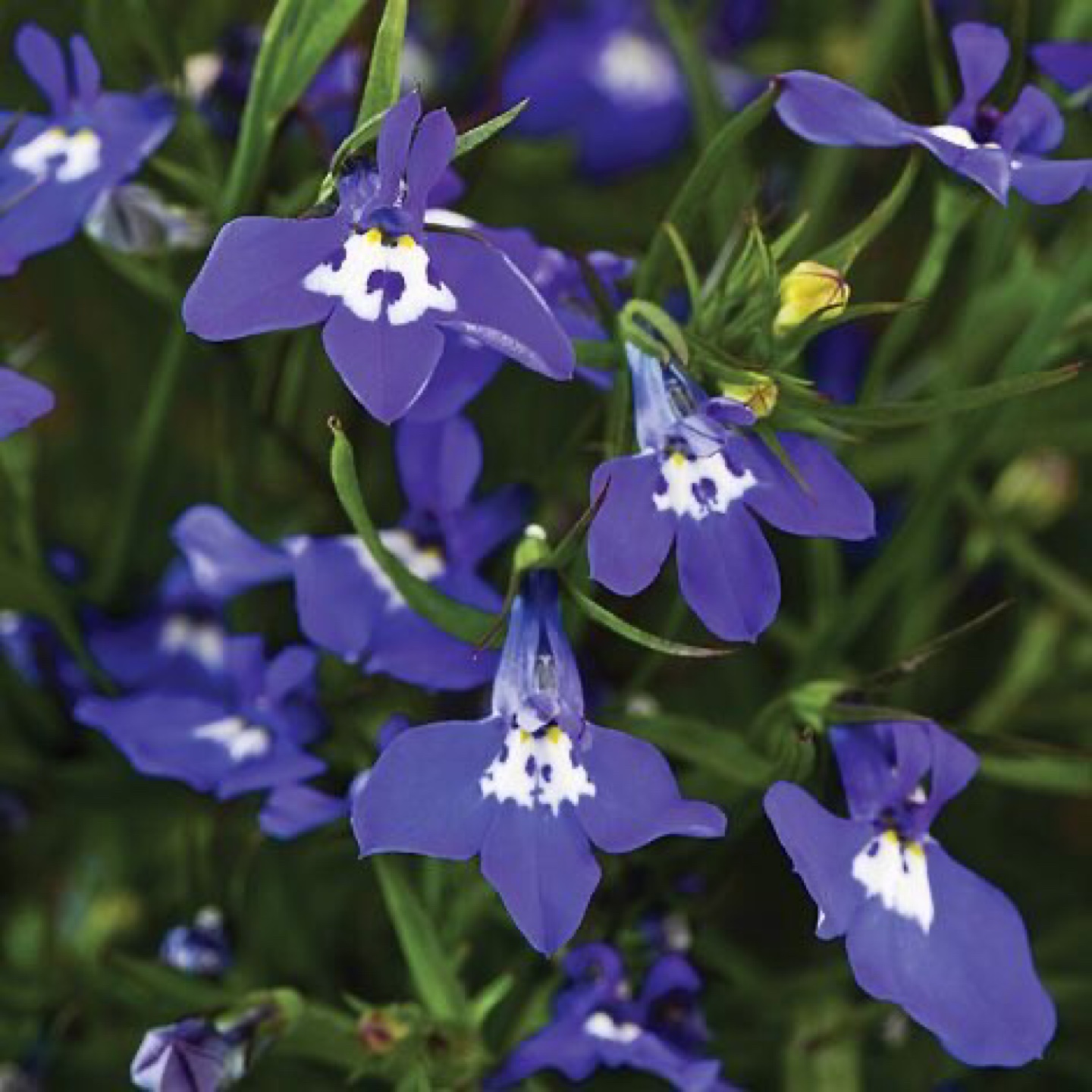 Trailing Lobelia Seedlings ready to plant - photo 3