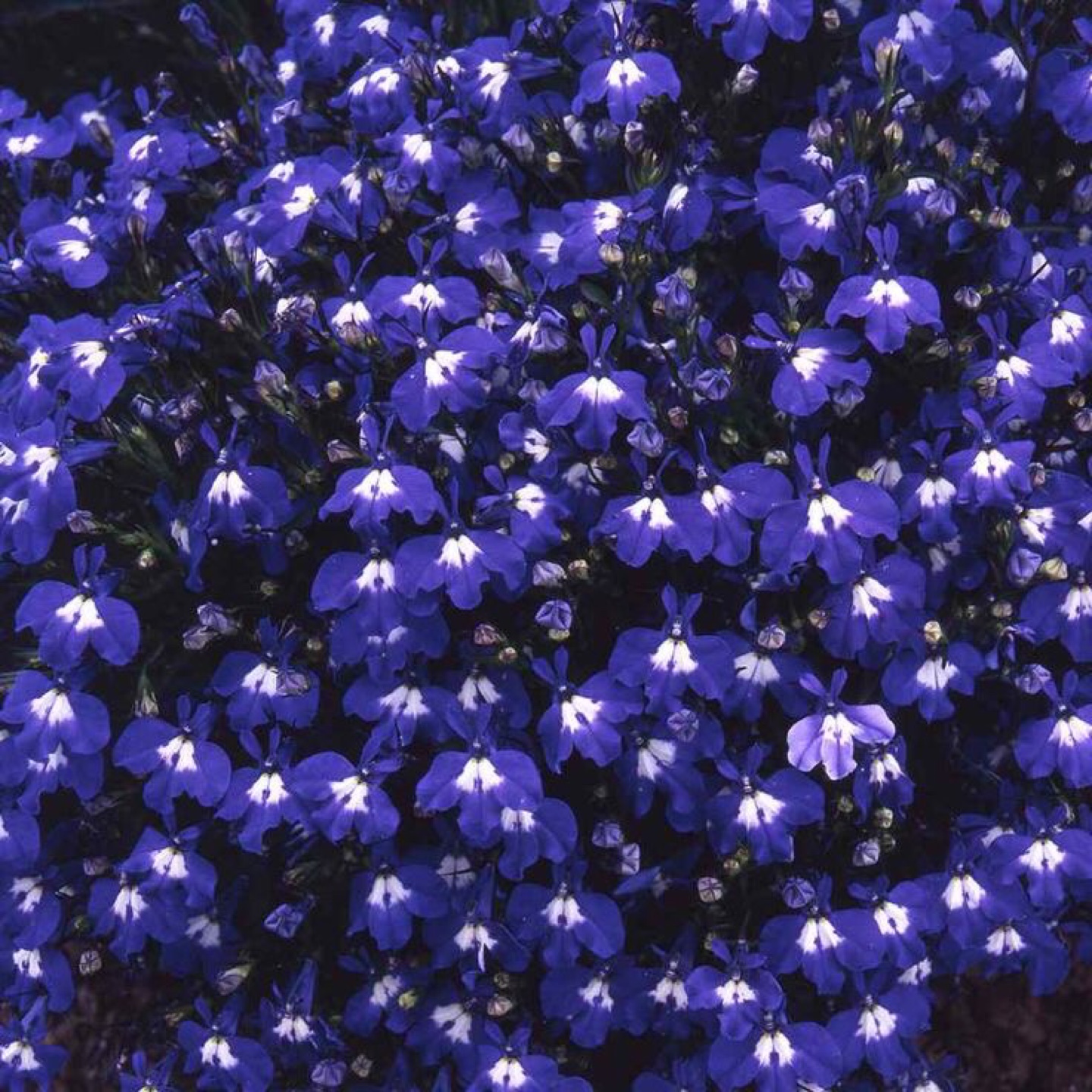 Trailing Lobelia Seedlings ready to plant - photo 2