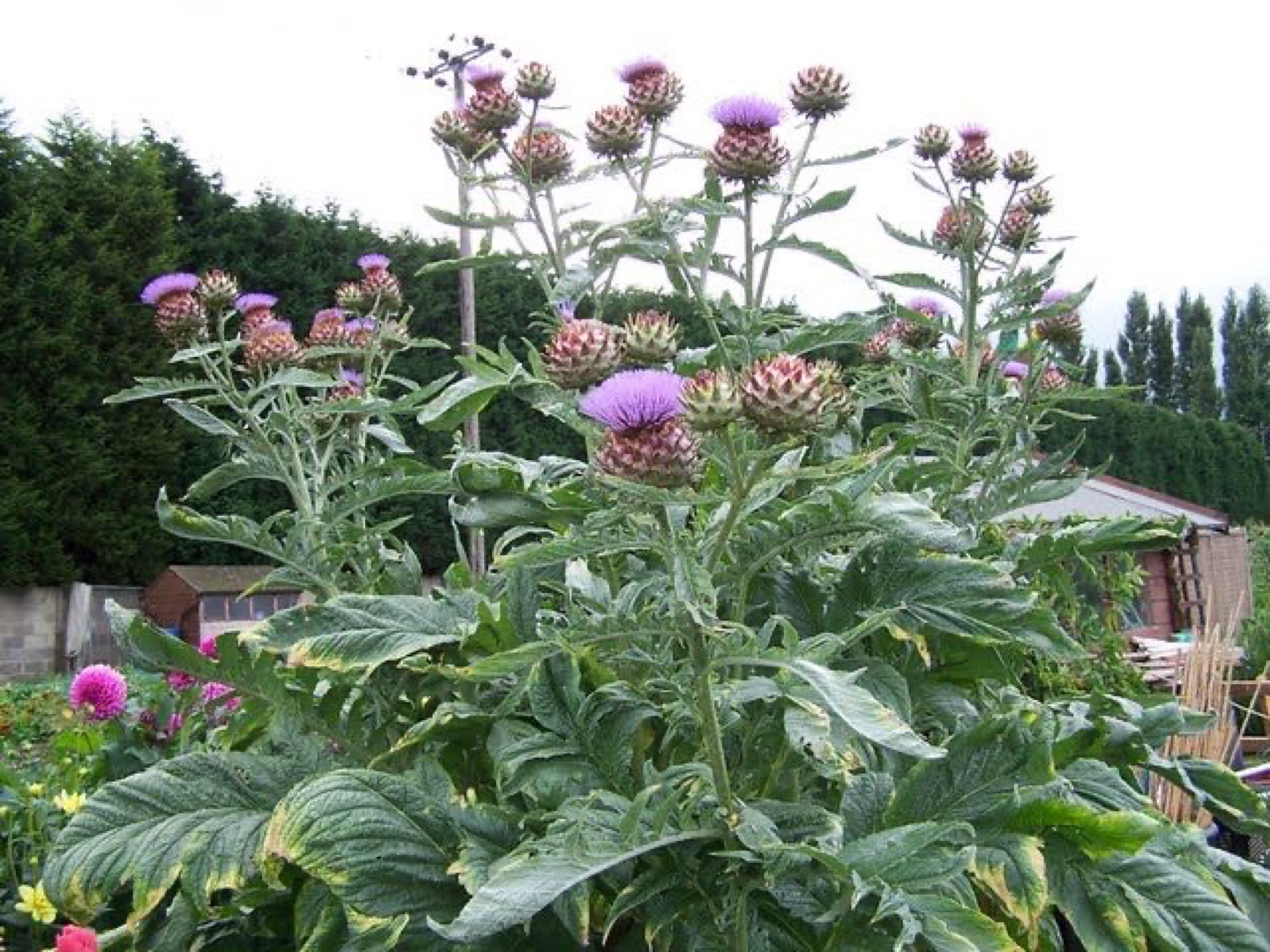 Cardoon Cynara ready to plant - photo 2