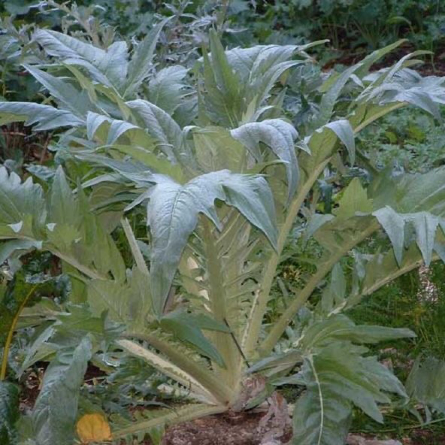 Cardoon Cynara ready to plant