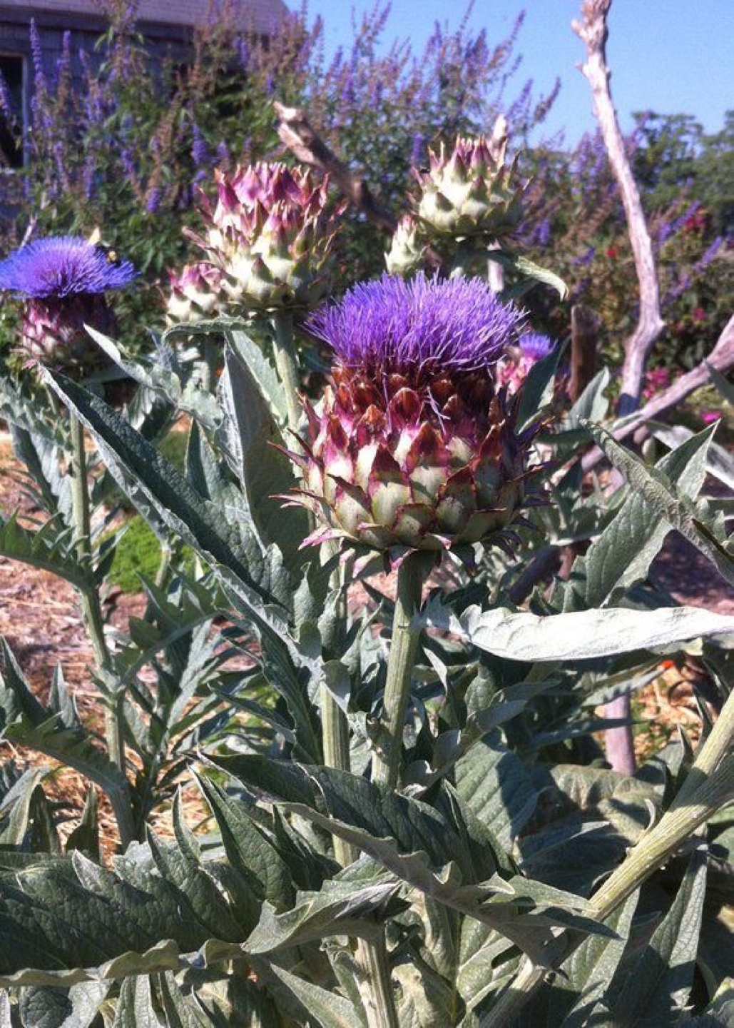 Cardoon Cynara ready to plant - photo 4