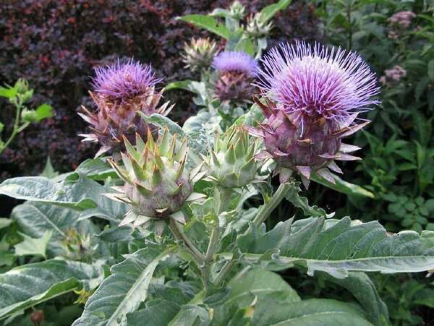 Cardoon Cynara ready to plant - photo 3
