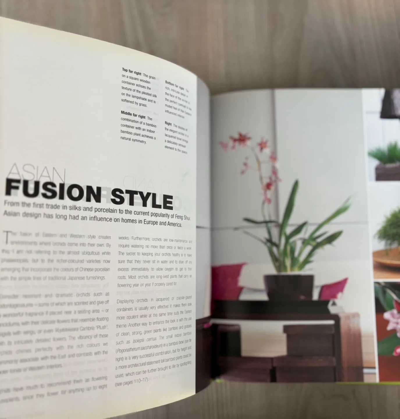 Hip Houseplants Book by Orlando Hamilton image indicator(4)