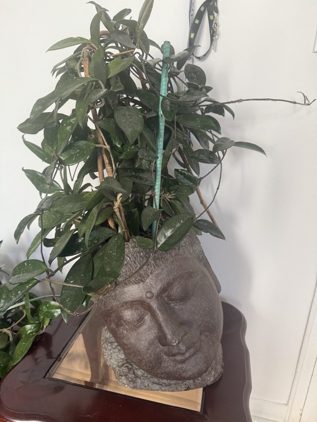 Hoya Plant in Buddha Planter