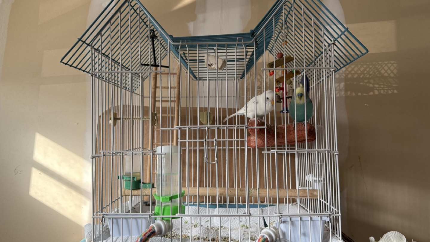 Large Bird Cage with Accessories with Bugiees - photo 3
