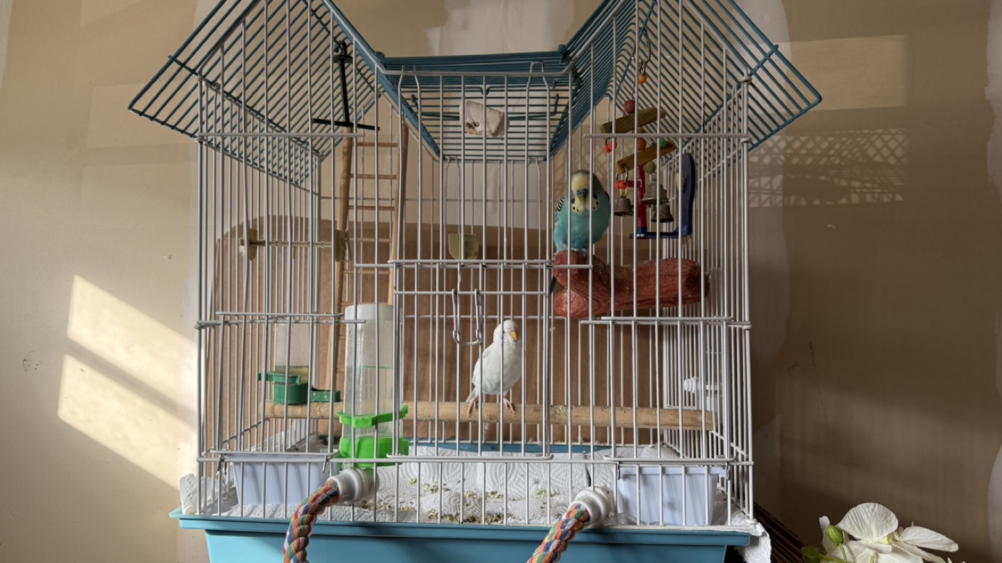 Large Bird Cage with Accessories with Bugiees