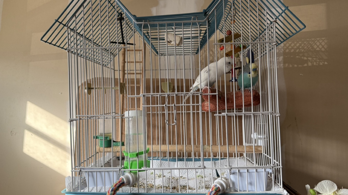 Large Bird Cage with Accessories with Bugiees - photo 2