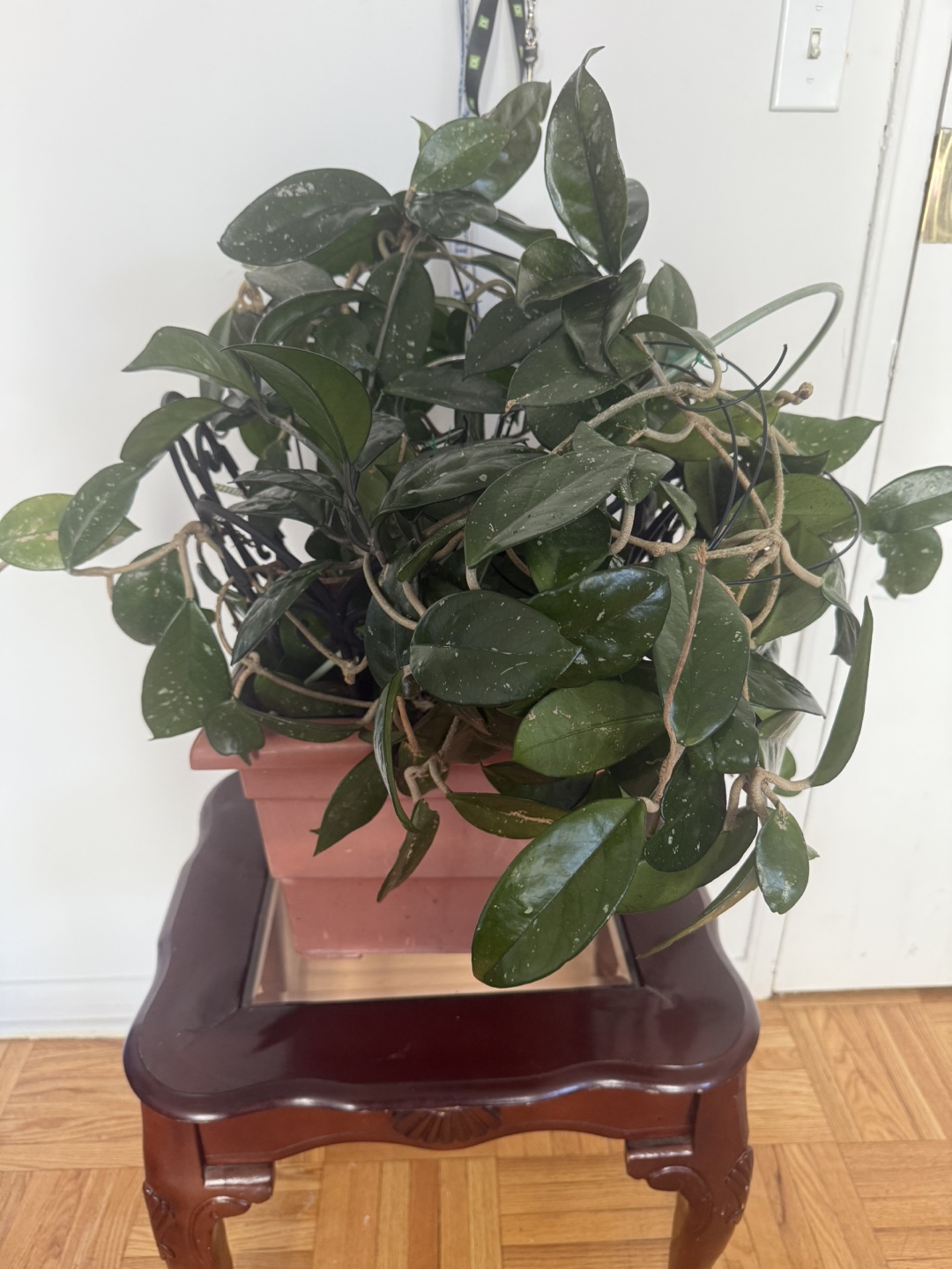 Large Hoya Pubicalyx Plant