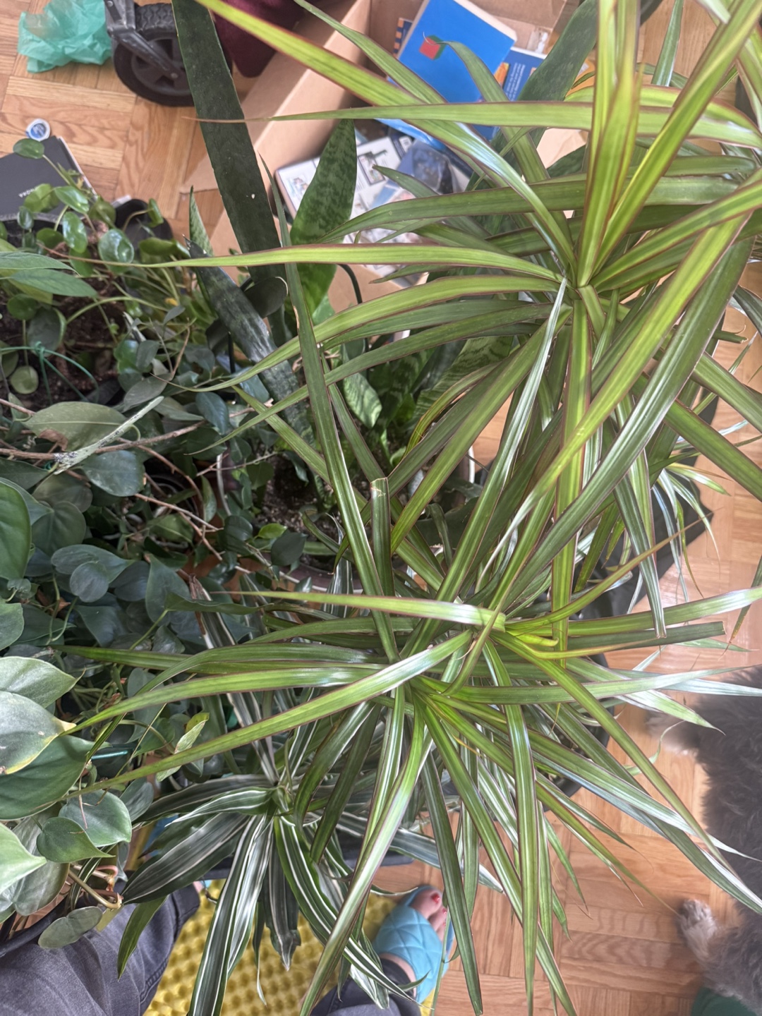 Large Dracaena Marginata Plant