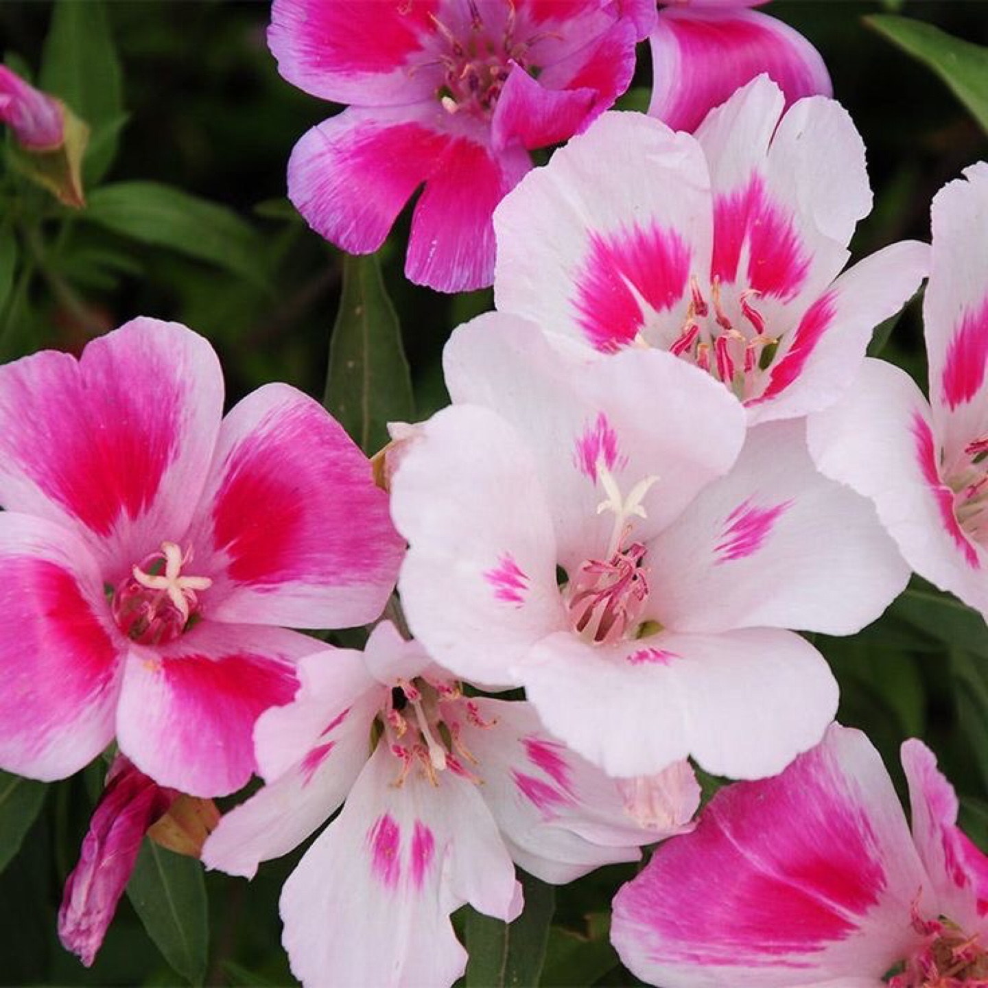 Ready to plant Godetia  Mix Flower