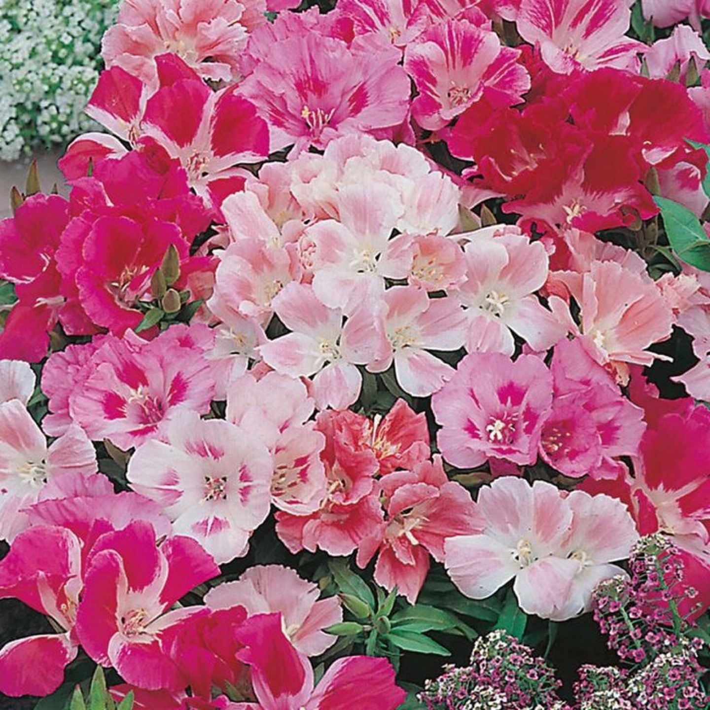 Ready to plant Godetia  Mix Flower - photo 2
